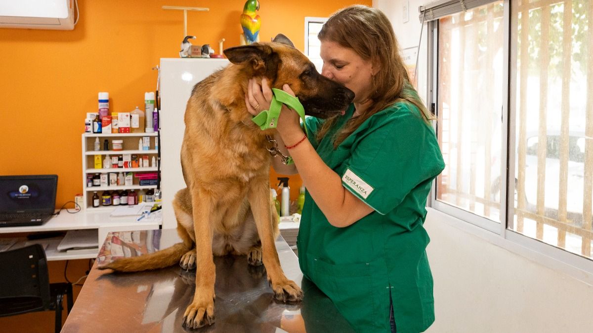Humanizar a los animales no es indicado por los especialistas, ya que provoca confusión o trastornos en su desarrollo conductual. Humanizar a los animales no es indicado por los especialistas, ya que provoca confusión o trastornos en su desarrollo conductual.