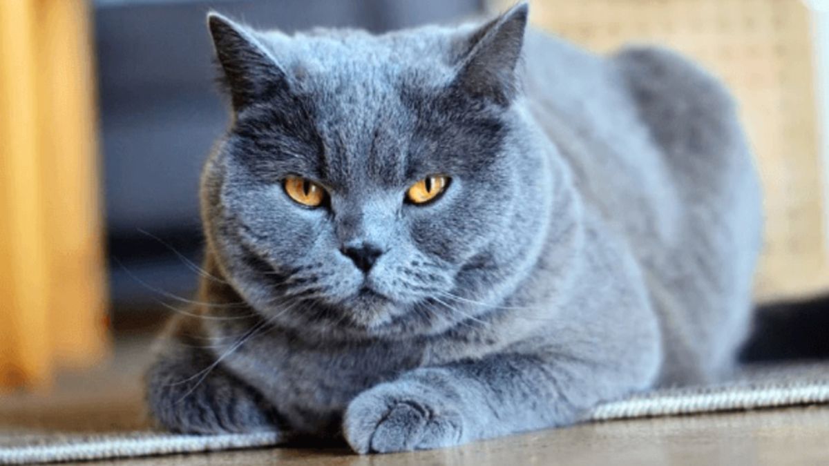 El gato Vincent le llevó suerte a su dueña que logró adquirir un piso y después un auto nuevo. Ahora lo vende para que le de felicidad a otra familia