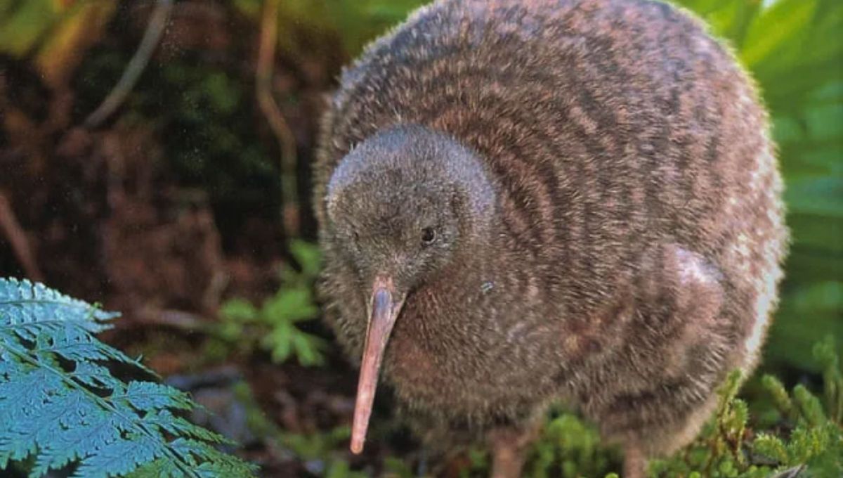 Sus alas tienen solo 3 centímetros y permanecen prácticamente todo el tiempo pegadas a su cuerpo. Sus alas tienen solo 3 centímetros y permanecen prácticamente todo el tiempo pegadas a su cuerpo.