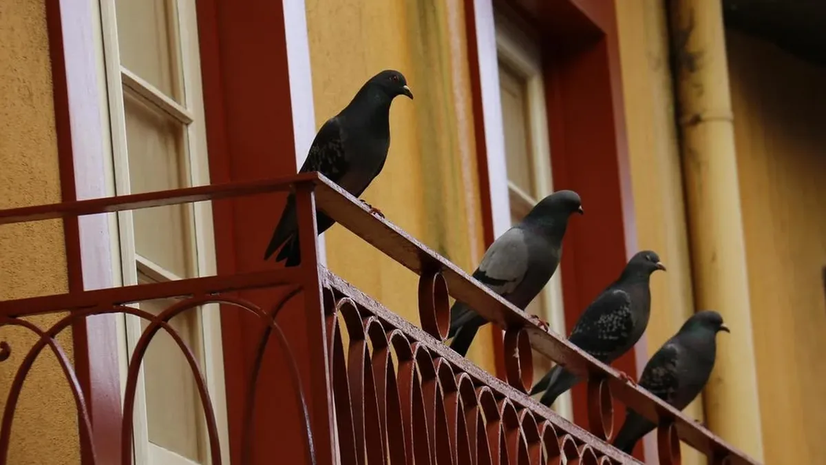 Con este truco casero, las palomas no se asomarán al balcón de tu casa. Con este truco casero, las palomas no se asomarán al balcón de tu casa.