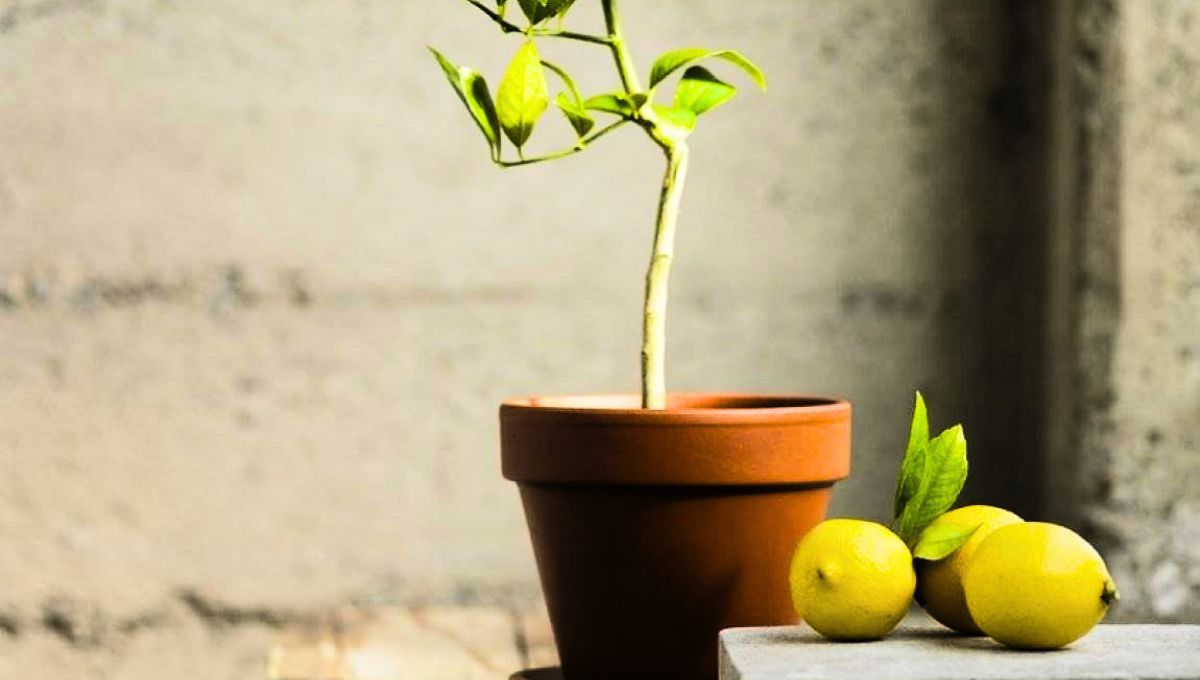 Un tubo y pocas piedras pueden lograr que tu limonero crezca rápido