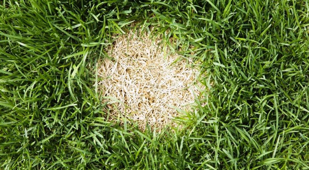 Vigila a tu mascota: la forma en la que puede quemar el césped de tu jardín, según expertos Vigila a tu mascota: la forma en la que puede quemar el césped de tu jardín, según expertos