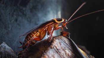 No es un ataque: descubren la verdadera razón por la que las cucarachas saltan sobre ti No es un ataque: descubren la verdadera razón por la que las cucarachas saltan sobre ti