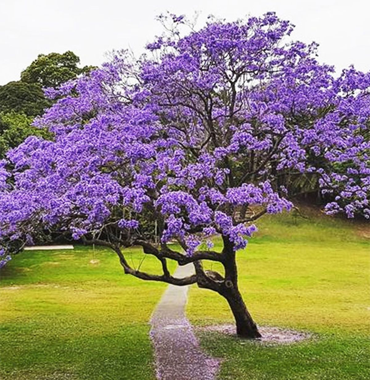 &Aacute;rboles: Jacarand&aacute;.