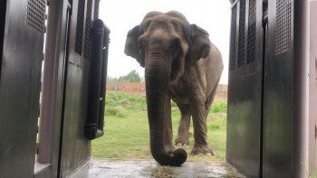 Murió Ramba, la elefanta maltratada durante 40 años en circos de Chile