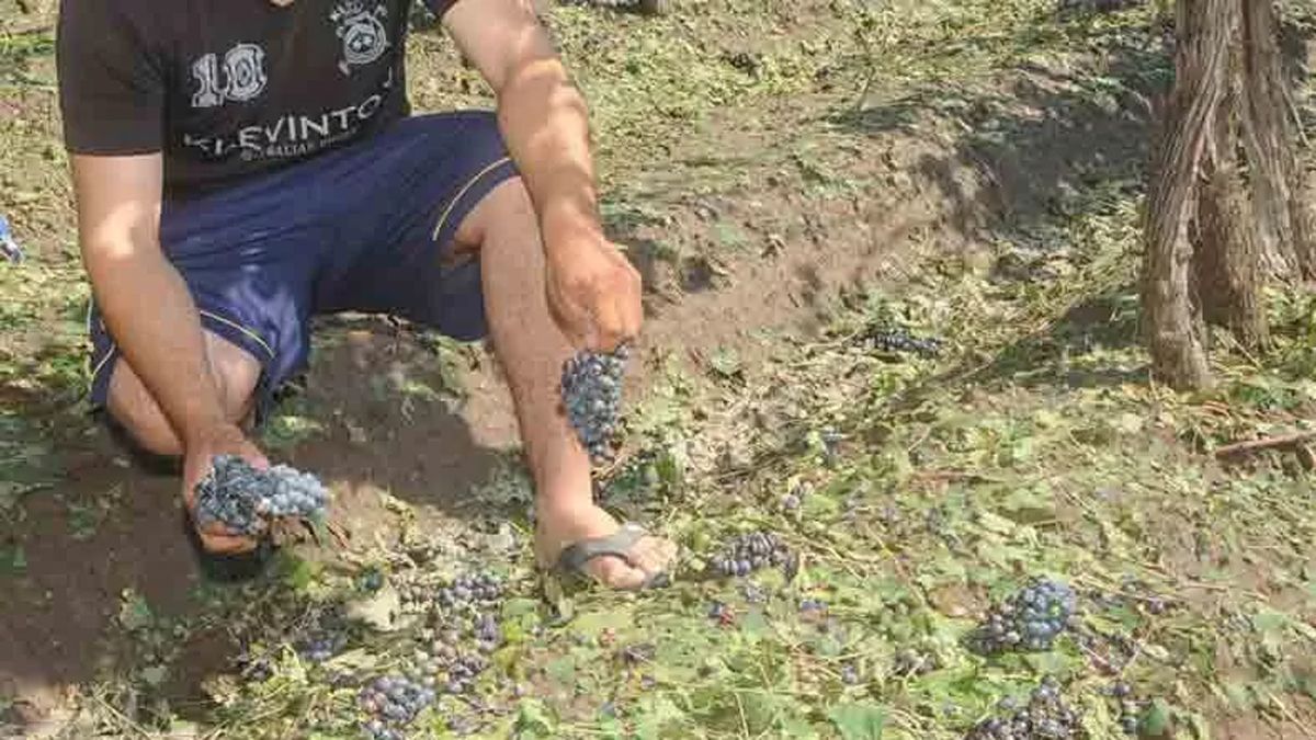 Con la presencia del fenómeno La Niña, por heladas y granizos en la temporada pasada se perdieron 14.500 hectáreas.