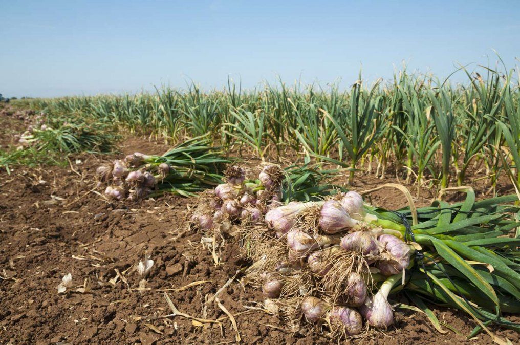 Ya arrancó la temporada de cosecha 2021 y los productores sufren la falta de cosechadores para levantar el ajo y la cereza.