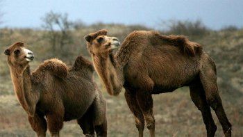 Más de 5 mil camellos salvajes fueron sacrificados en Australia