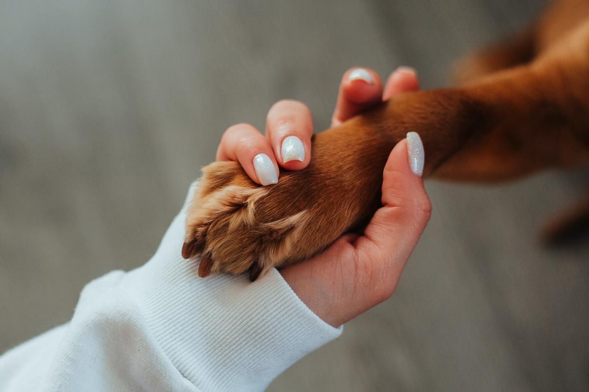 El truco de adiestramiento canino para enseñarle a tu perro a dar la pata en simples pasos El truco de adiestramiento canino para enseñarle a tu perro a dar la pata en simples pasos