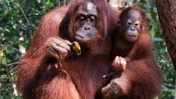 Más de la mitad de los primates del mundo cerca de la extinción