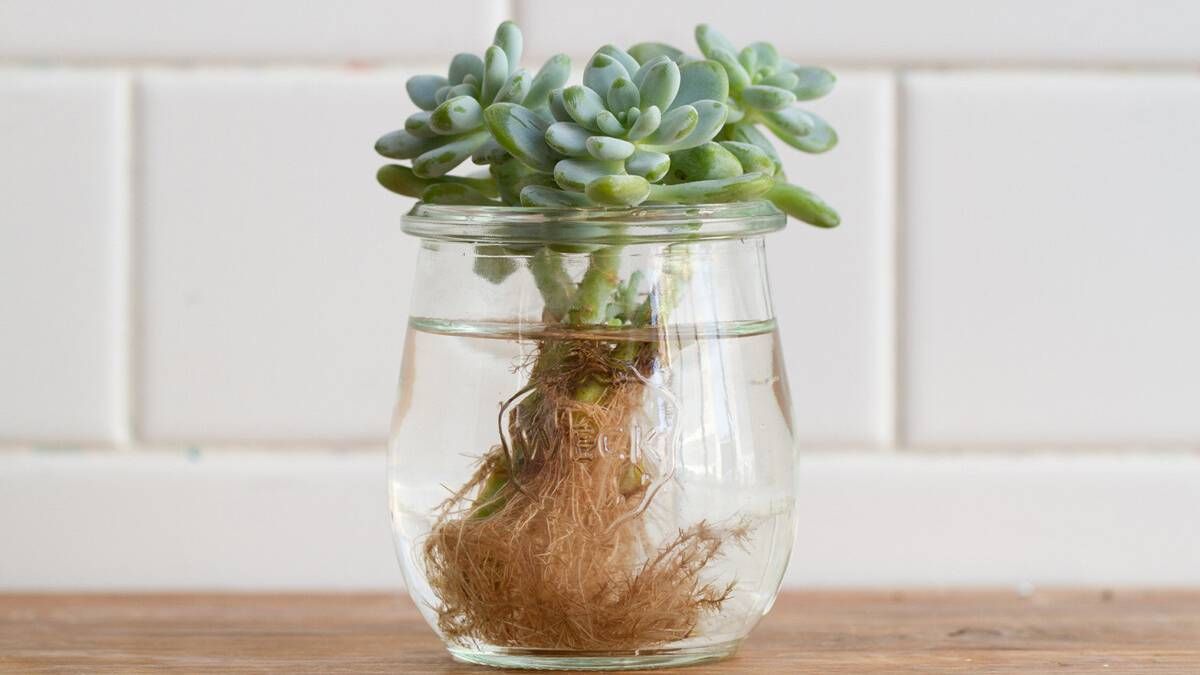 Cómo propagar exitosamente las suculentas en agua y que no mueran en el intento