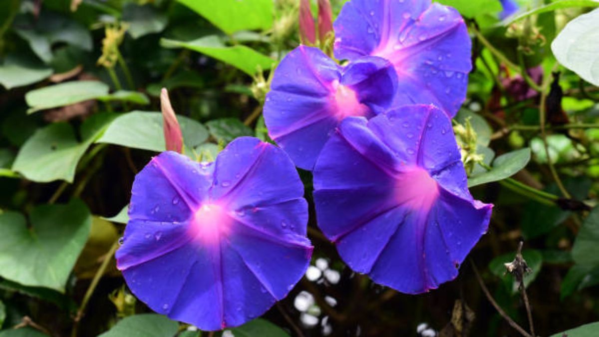 Esta planta asiática no demanda cuidados de jardinería.