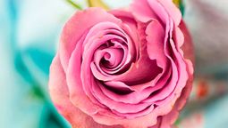 Hay una gran variedad de opciones de flores que se pueden utilizar para decorar el hogar.