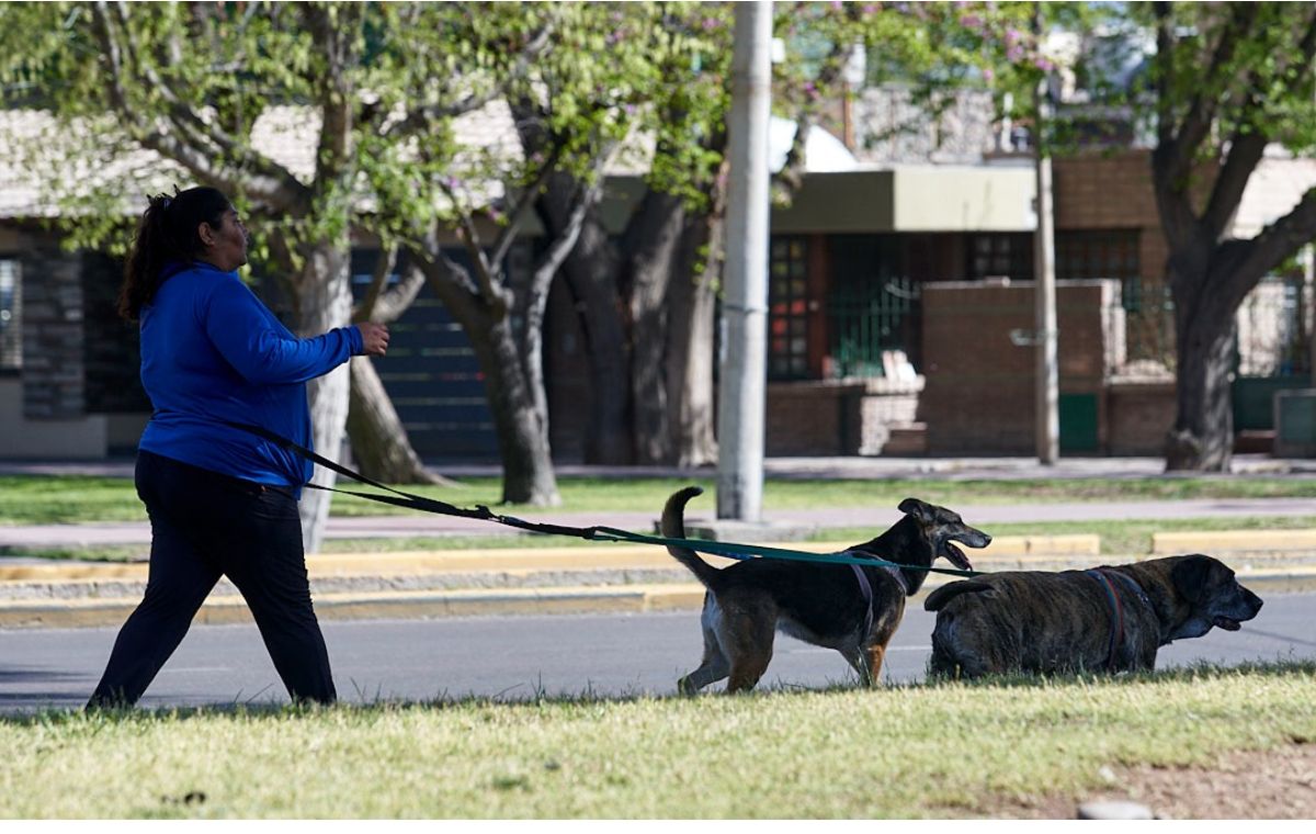 En Godoy Cruz los perros mestizos deben llevar correa mientras circulan con sus dueños por los espacios públicos o comunes y los de razas peligrosas, además, deben llevar bozal. En Godoy Cruz los perros mestizos deben llevar correa mientras circulan con sus dueños por los espacios públicos o comunes y los de razas peligrosas, además, deben llevar bozal.