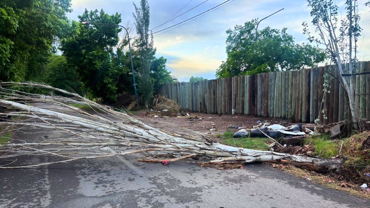 Lo que dejó la tormenta: árboles caídos, casas anegadas y cables con cortocircuitos
