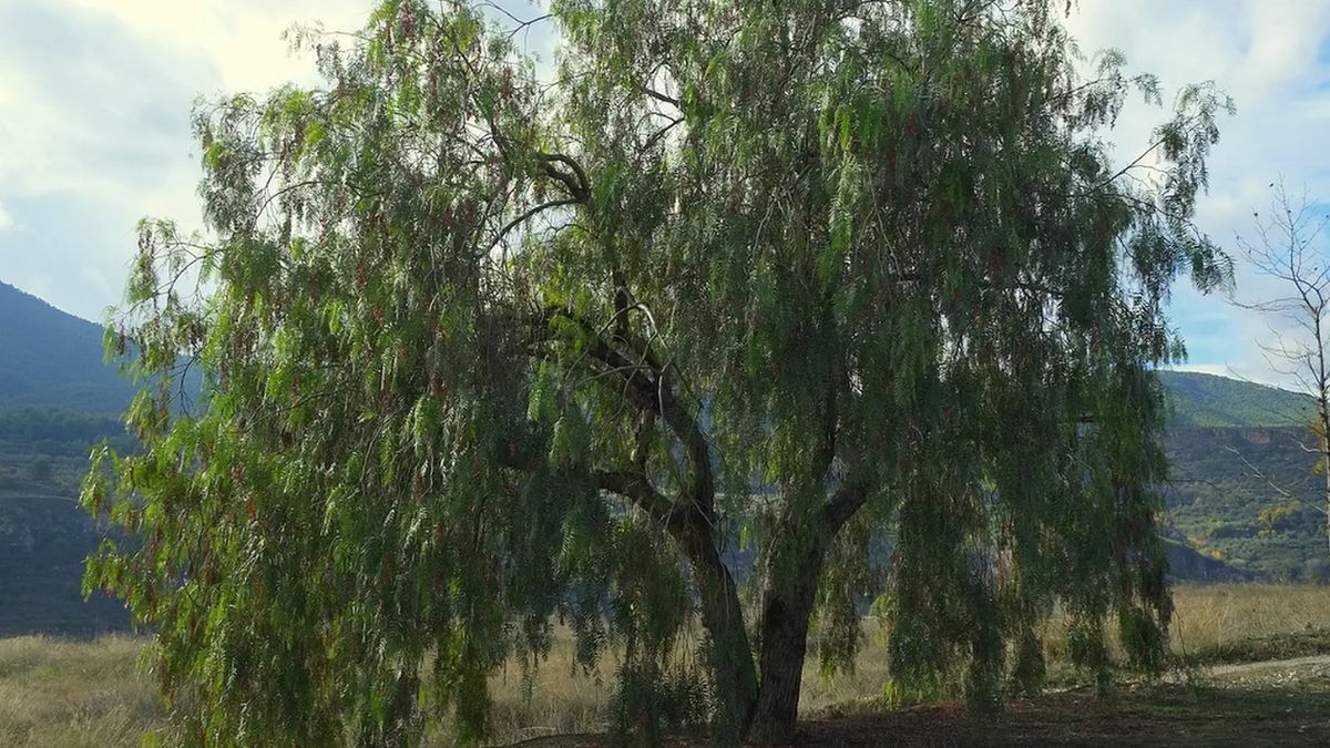 Un árbol nativo del piedemonte de Mendoza sirve para espantar mosquitos