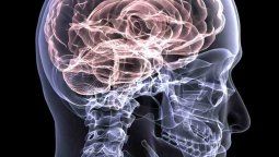 Cuál es la edad de tu cerebro