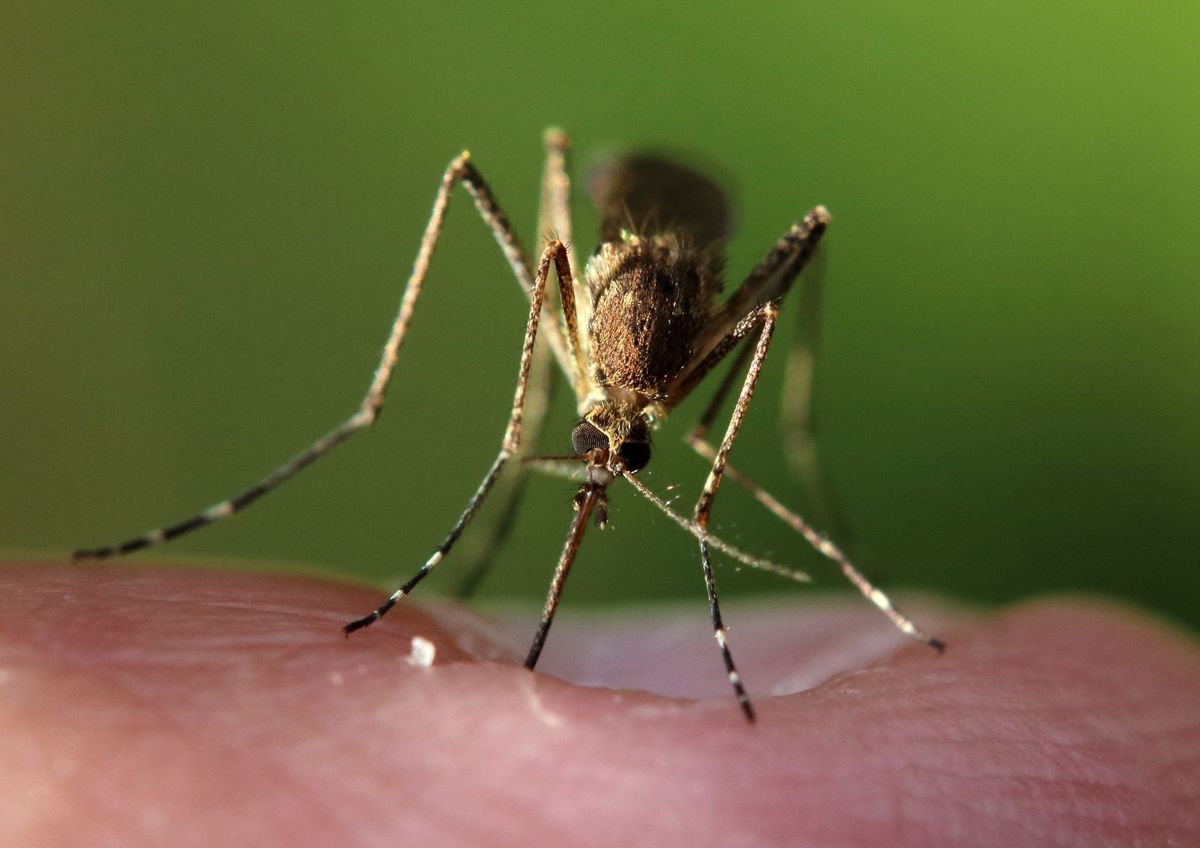 ¿Los mosquitos mueren en invierno?
