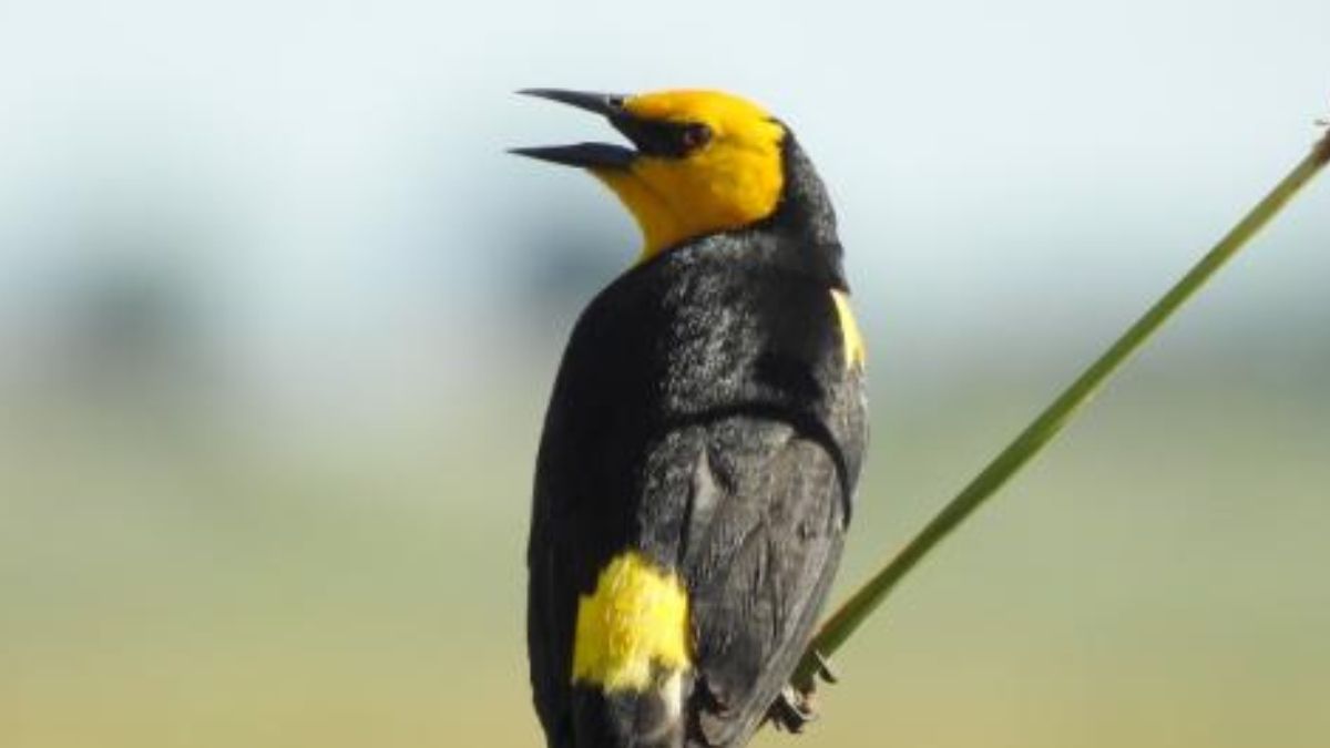 Foto: Aves Argentinas Foto: Aves Argentinas