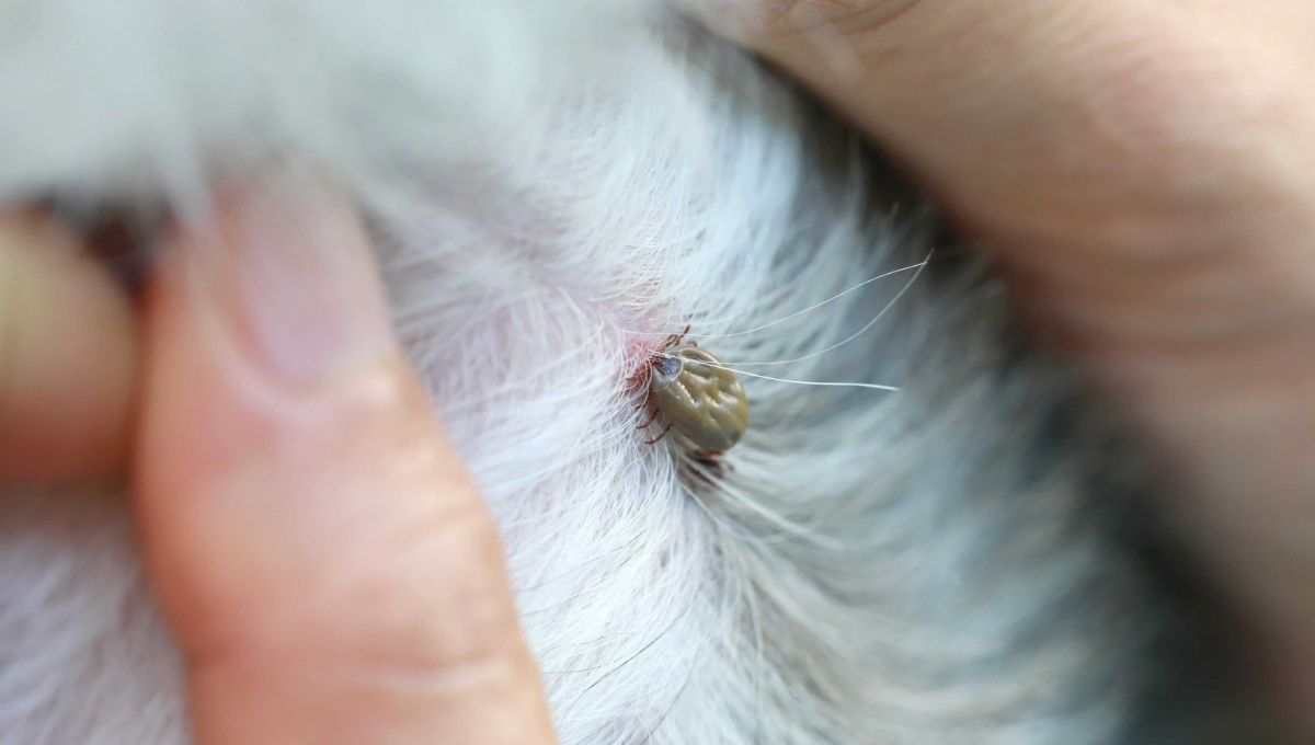 La solución para matar las garrapatas de tus mascotas