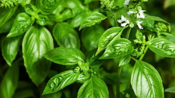 Qué significa tener albahaca en casa según la mirada del Feng Shui