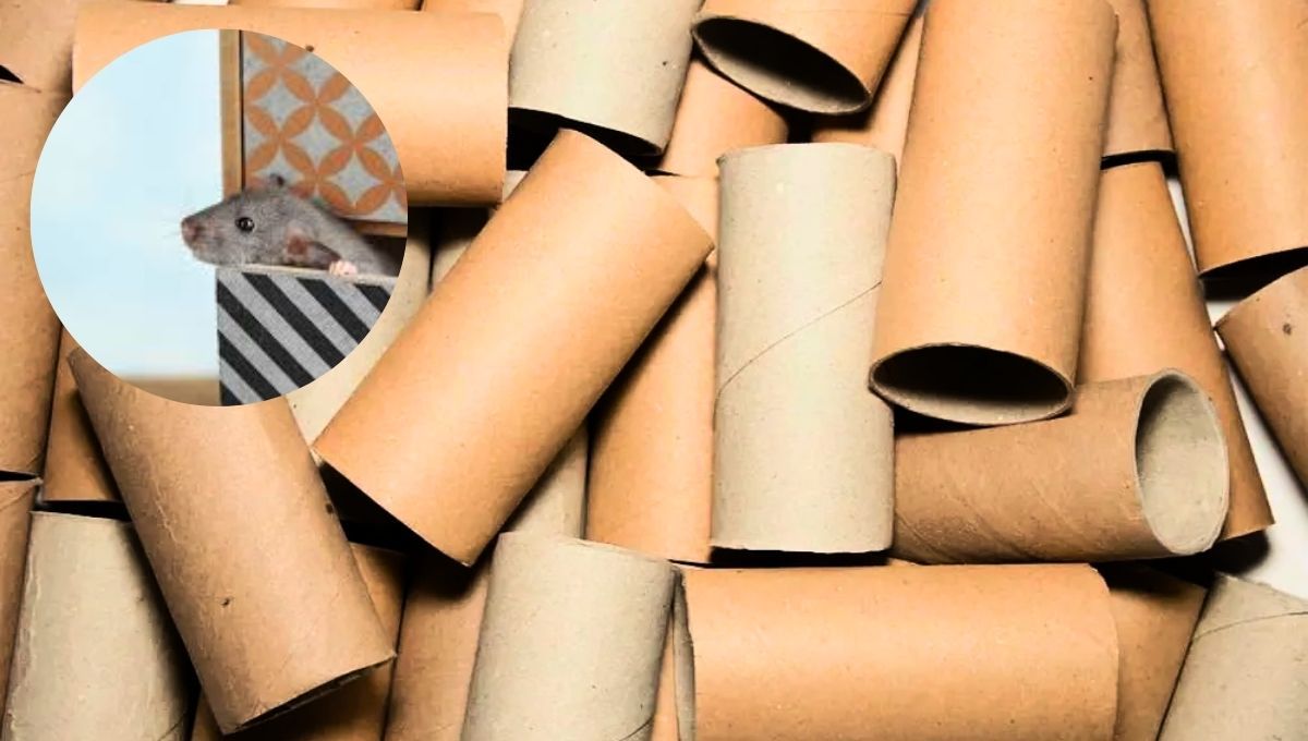 Cómo eliminar a las ratas de casa usando un tubo de cartón: trampa casera y efectiva