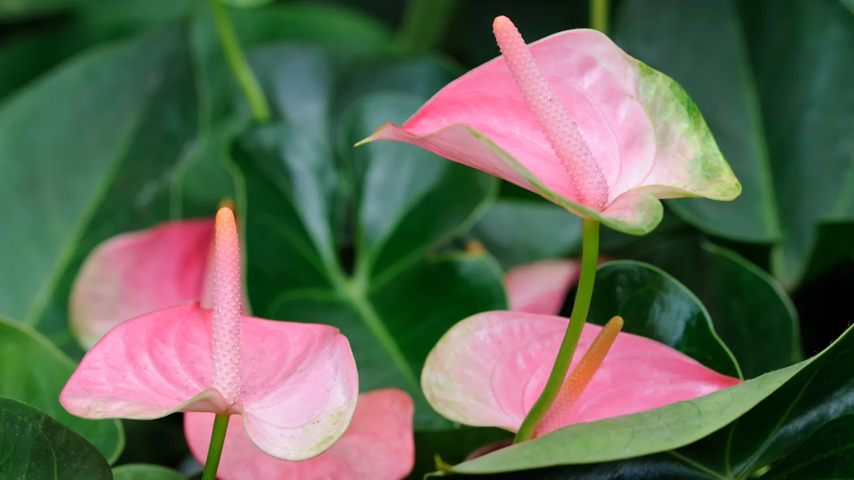 La flor de flamenco florece desde la primavera hasta el final del verano. Imagen: Freepik La flor de flamenco florece desde la primavera hasta el final del verano. Imagen: Freepik