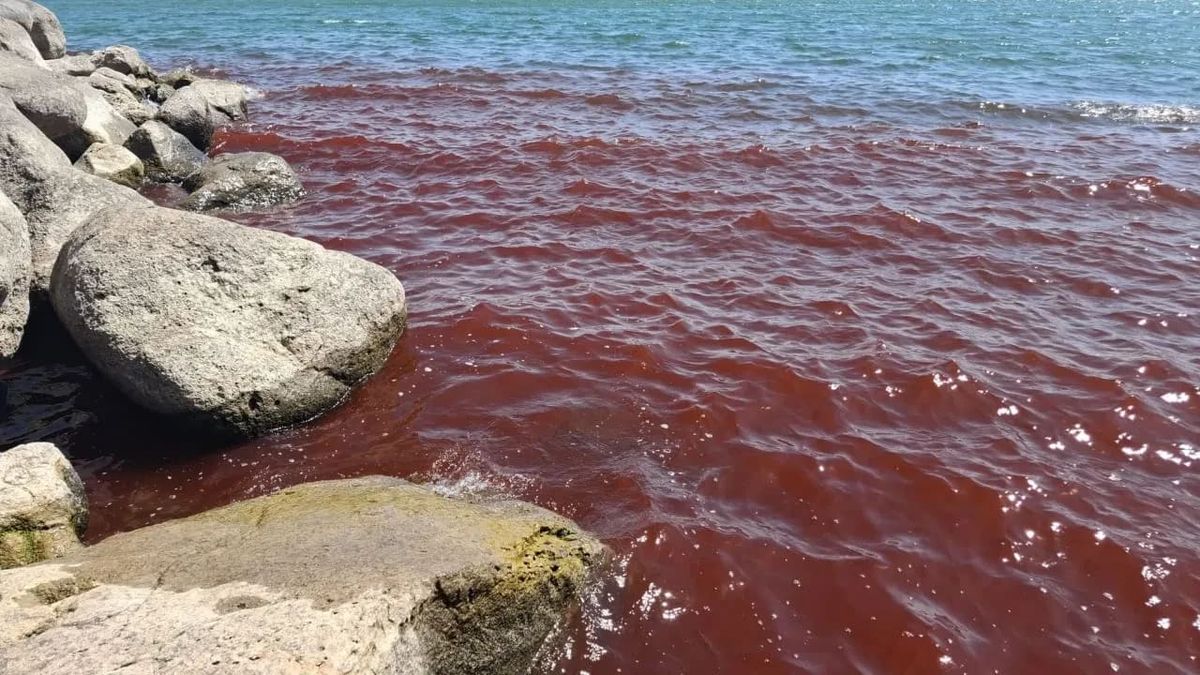 El mar se tiñó de rojo: el fenómeno natural con un poderoso simbolismo en la biblia