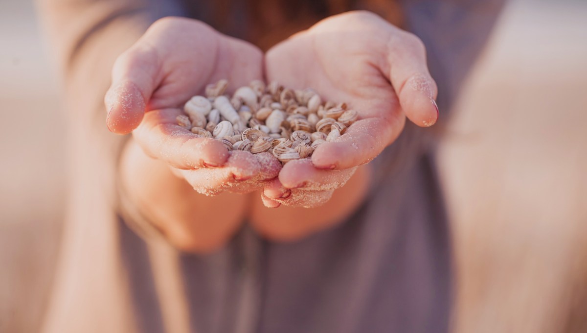 ¿Cual es el significado de regalar o que te regalen caracoles de la playa?