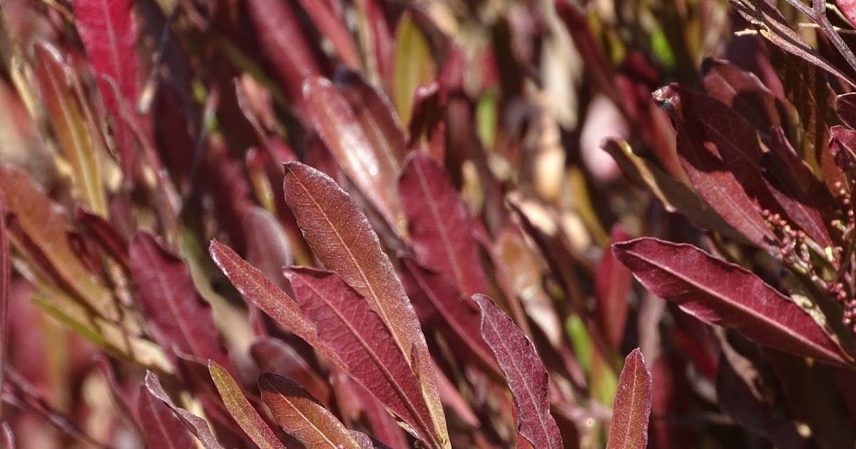 La planta trepadora que embellece cualquier jardín. Imagen: Freepik