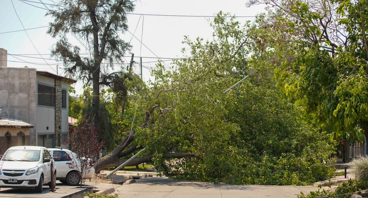 Más árboles desplomados. Más árboles desplomados.