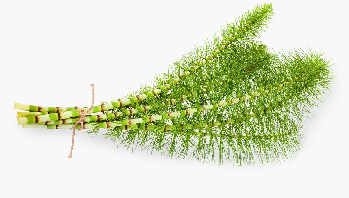 Cola de caballo: los secretos curativos de la planta medicinal más antigua