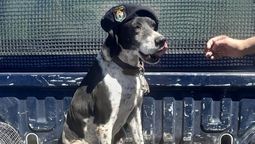 Coni, la perra que trabajó 12 años en la Policía, fue honrrada por sus entrenadores y compañeros. Foto: Ministerio de Seguridad Coni, la perra que trabajó 12 años en la Policía, fue honrrada por sus entrenadores y compañeros. Foto: Ministerio de Seguridad