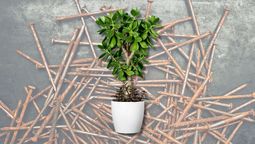 Clavos en las plantas: para qué sirven&nbsp;