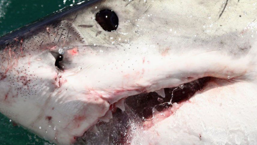 Hallaron dos brazos de diferentes víctimas en el interior de un tiburón tigre