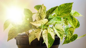 Poner el potus al sol: el error que puede matar a tu planta Poner el potus al sol: el error que puede matar a tu planta