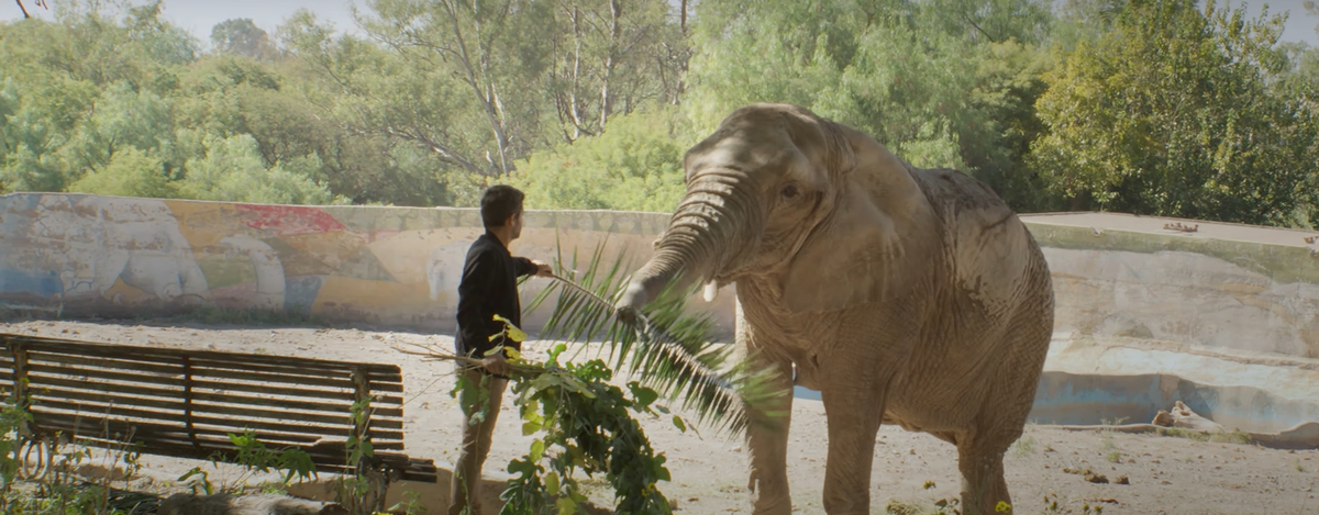 La historia de este vínculo único entre Nicolás y Kenya se retrata en Ele, un documental impulsado por la productora Ecosysmedia, que sigue sus encuentros en el Ecoparque y el recorrido hacia la libertad de la elefanta. La historia de este vínculo único entre Nicolás y Kenya se retrata en Ele, un documental impulsado por la productora Ecosysmedia, que sigue sus encuentros en el Ecoparque y el recorrido hacia la libertad de la elefanta.
