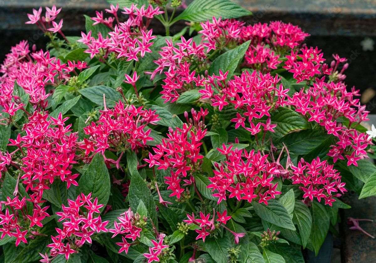 Las flores de esta especie son pequeñas campanas que se abren en cinco pétalos. Las flores de esta especie son pequeñas campanas que se abren en cinco pétalos.