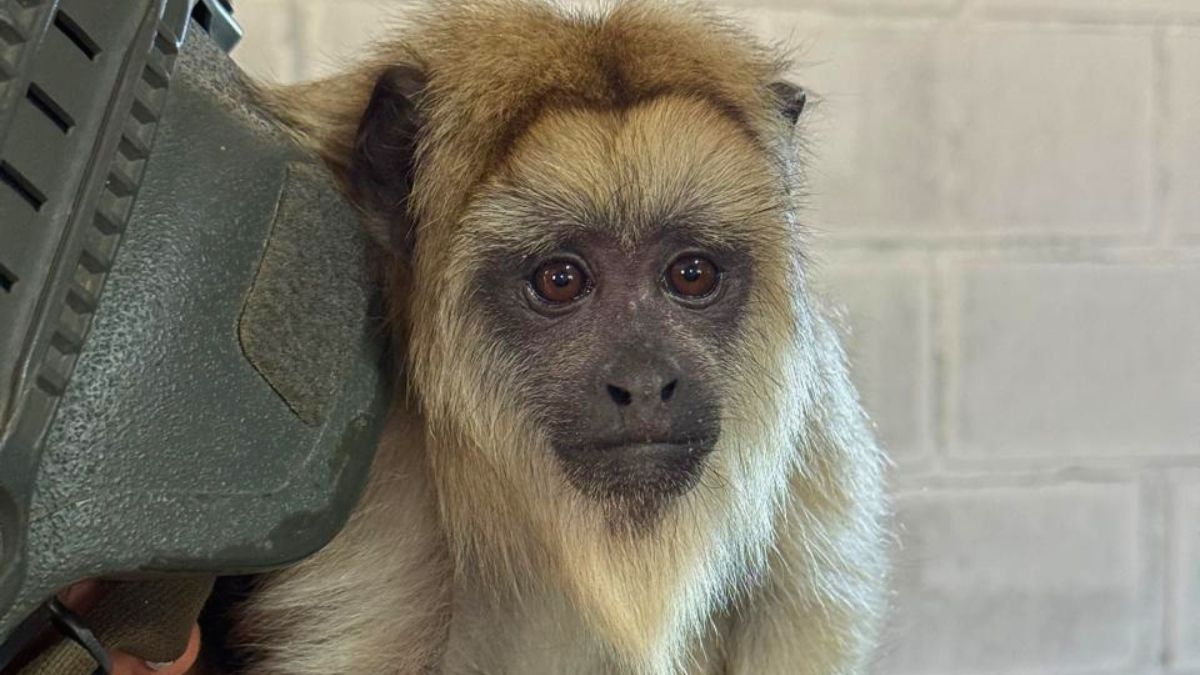 Este ejemplar de mono suele habitar el litoral y norte argentino. Este ejemplar de mono suele habitar el litoral y norte argentino.