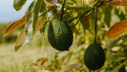 Descubre cada cuánto tiempo tienes que podar el árbol de palta. Descubre cada cuánto tiempo tienes que podar el árbol de palta.