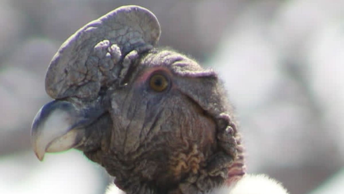 ¿Cara de alivio? Así se veía el cóndor a poco de volver a su hábitat. ¿Cara de alivio? Así se veía el cóndor a poco de volver a su hábitat.