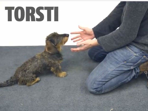 Video: cómo reaccionan los perros ante un truco de magia