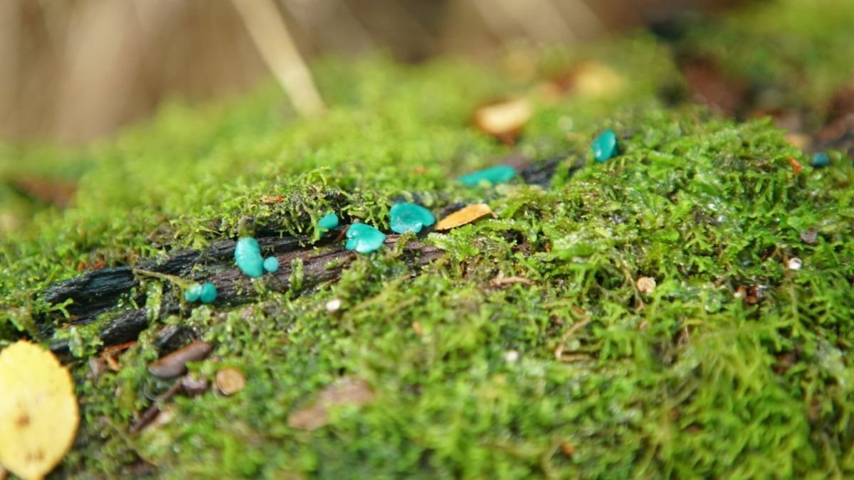 La recuperación del suelo dañado por el fuego dependerá del tipo de ecosistema. Foto: https://www.argentina.gob.ar/parquesnacionales/losalerces