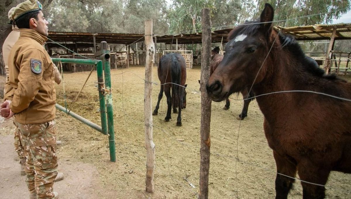 La Policía Rural trasladó a los 11 caballos al corral municipal para su resguardo.