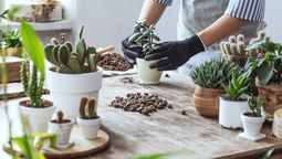 Truco para crear un jardín de suculentas.