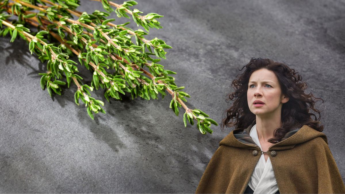 Outlander: los beneficios de usar tomillo para curar las heridas