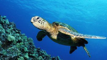 Grecia registra este año un récord de nacimientos de la tortuga marina