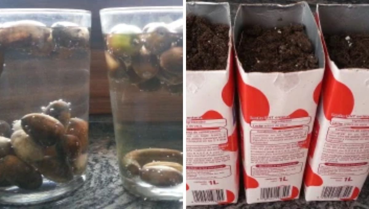 Las bellotas se germinan con bolsa de plástico y en un cartón de leche. Fuente: Blog Bitix Las bellotas se germinan con bolsa de plástico y en un cartón de leche. Fuente: Blog Bitix