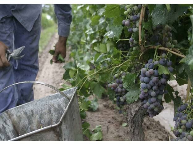 Vitivinicultura: un sector se moviliza a Mendoza y grupos de productores salen a las rutas en Alvear