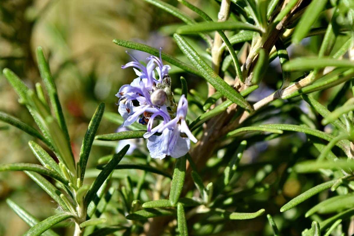 Flor de romero. Flor de romero. 
